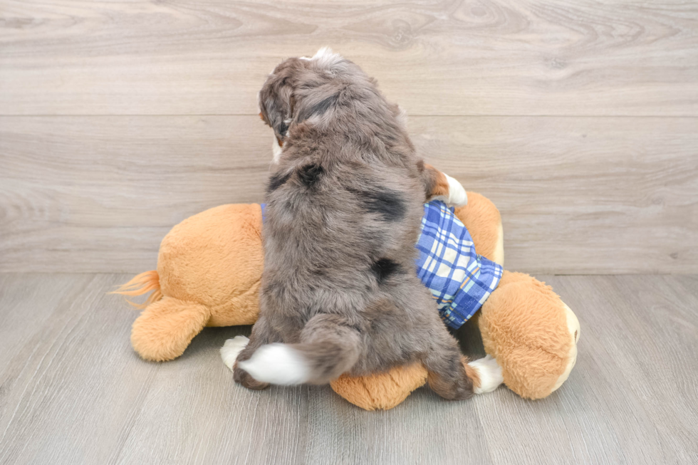 Fluffy Mini Bernedoodle Poodle Mix Pup