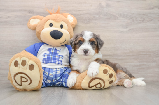 Mini Bernedoodle Puppy for Adoption
