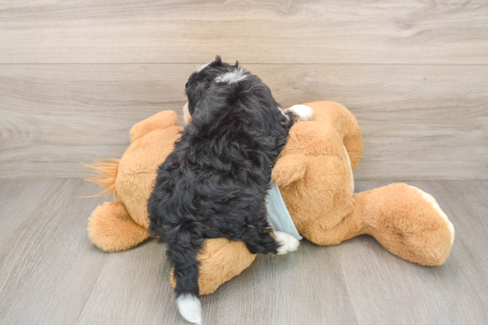 Mini Bernedoodle Pup Being Cute