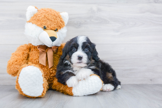 Popular Mini Bernedoodle Poodle Mix Pup