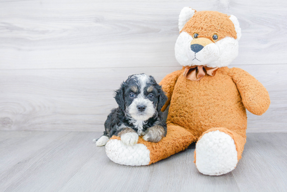 Happy Mini Bernedoodle Baby