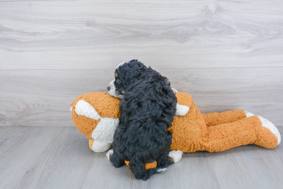 Mini Bernedoodle Pup Being Cute