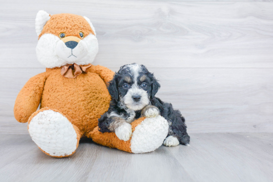 Mini Bernedoodle Puppy for Adoption