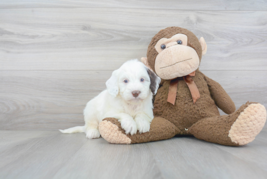 Funny Mini Bernedoodle Poodle Mix Pup