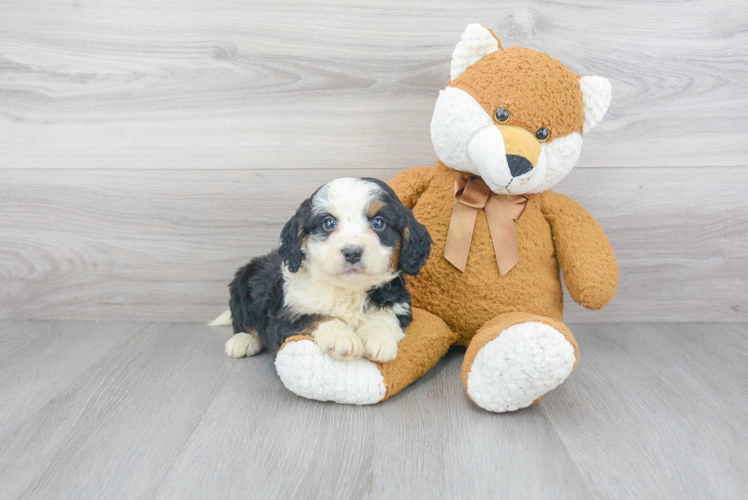 Mini Bernedoodle Puppy for Adoption