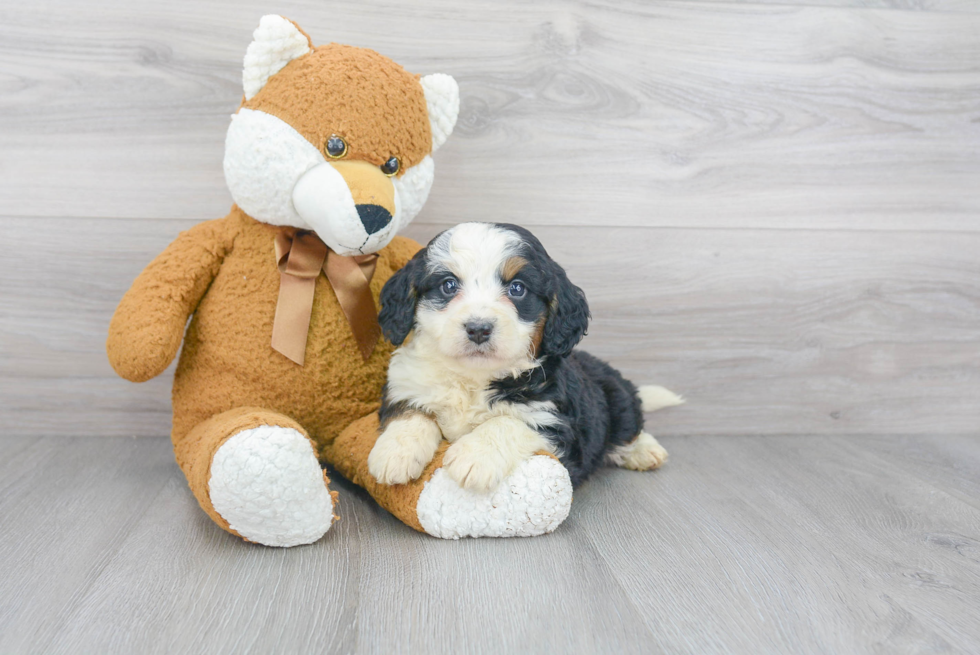 Friendly Mini Bernedoodle Baby