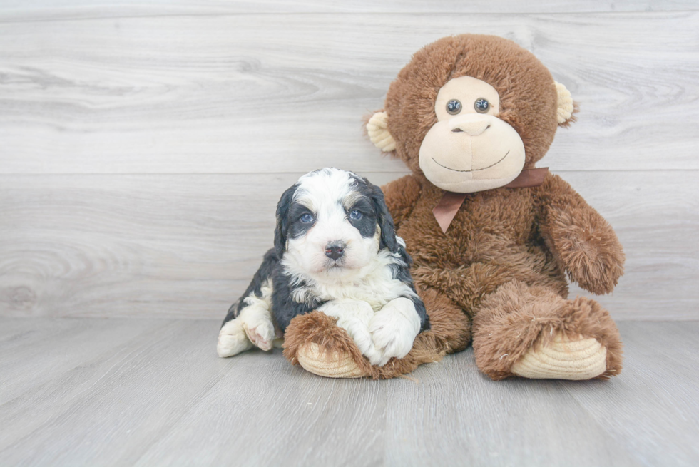 Best Mini Bernedoodle Baby