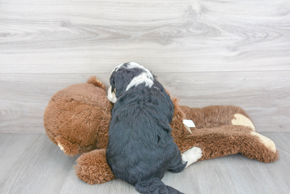 Mini Bernedoodle Puppy for Adoption