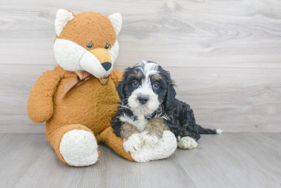 Little Mini Berniedoodle Poodle Mix Puppy