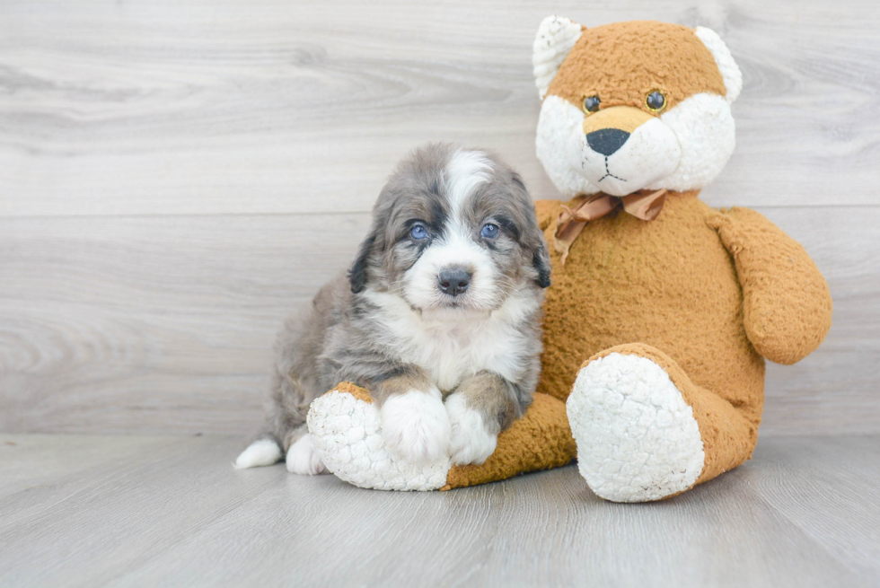 Petite Mini Bernedoodle Poodle Mix Pup