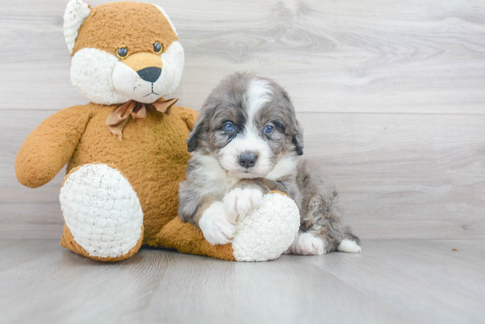 Happy Mini Bernedoodle Baby