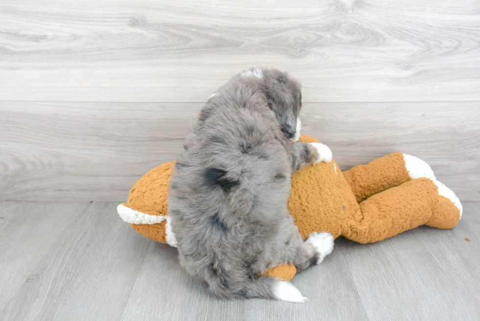 Best Mini Bernedoodle Baby