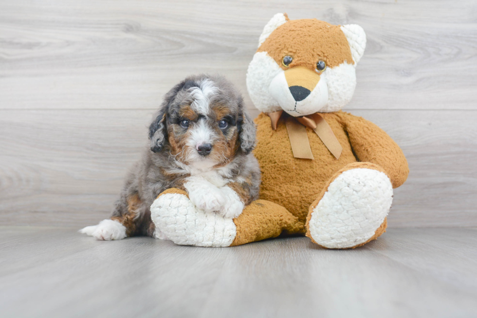 Popular Mini Bernedoodle Poodle Mix Pup