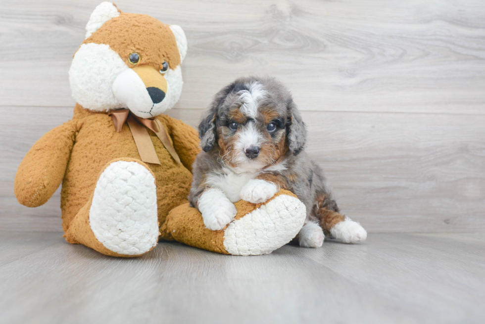 Mini Bernedoodle Pup Being Cute