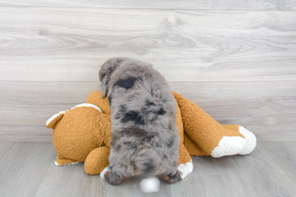 Cute Mini Bernedoodle Baby