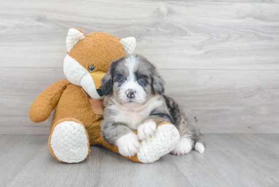 Funny Mini Bernedoodle Poodle Mix Pup