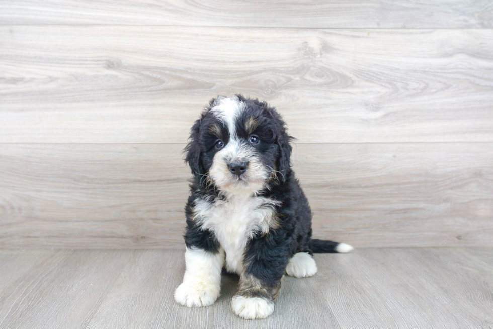 Mini Bernedoodle Puppy for Adoption