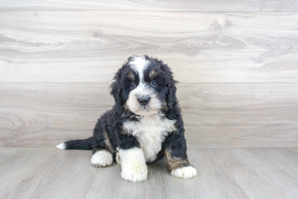 Mini Bernedoodle Puppy for Adoption