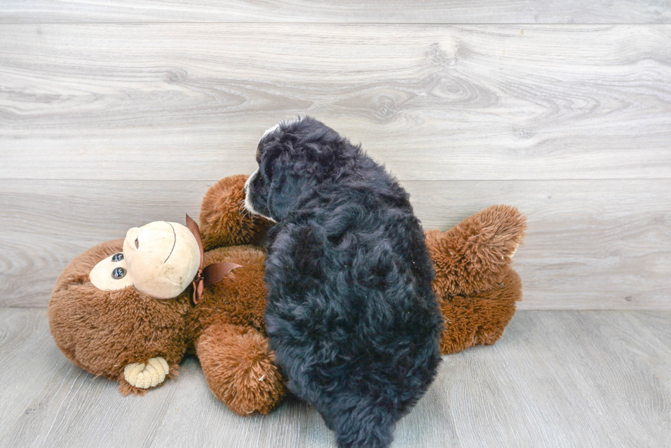 Popular Mini Bernedoodle Poodle Mix Pup