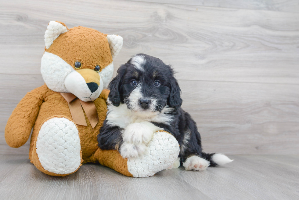 Cute Mini Bernedoodle Baby