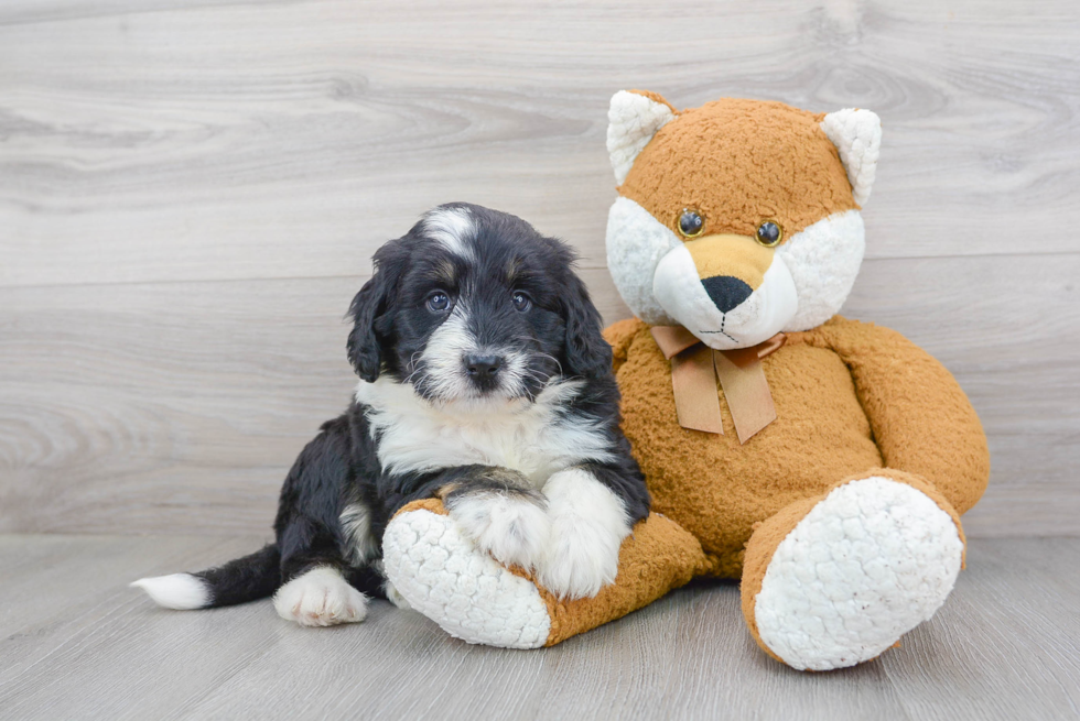 Fluffy Mini Bernedoodle Poodle Mix Pup