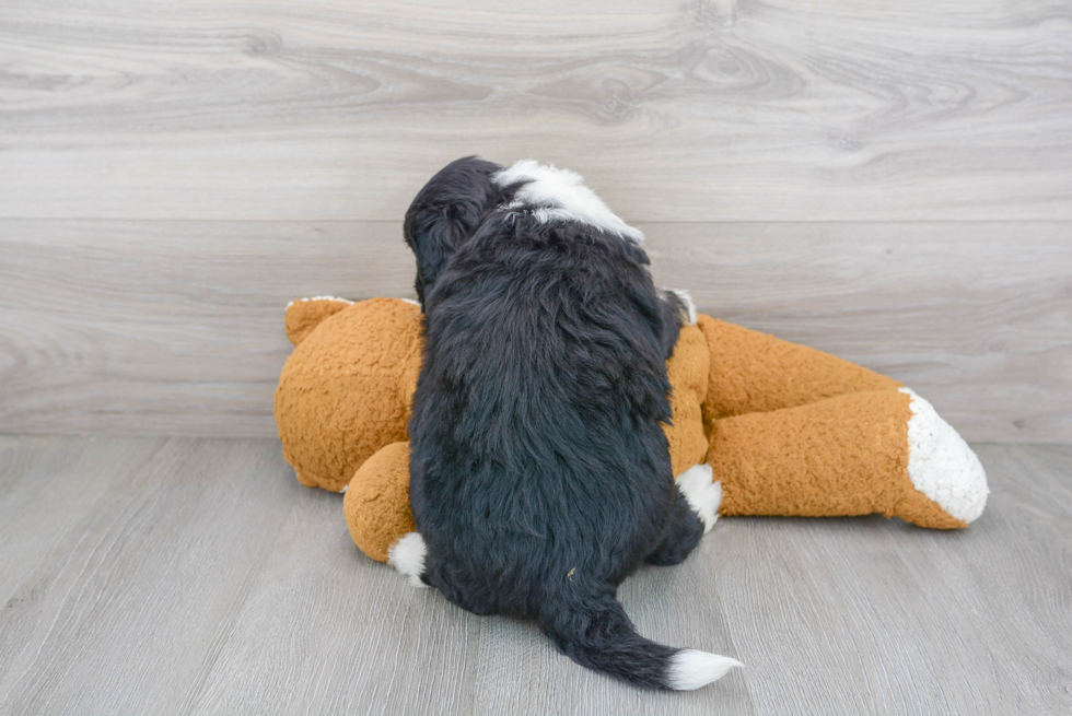 Mini Bernedoodle Pup Being Cute