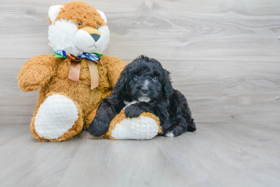 Adorable Mini Berniedoodle Poodle Mix Puppy