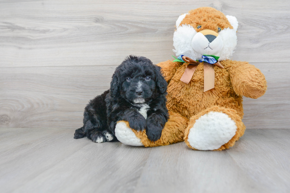 Mini Bernedoodle Pup Being Cute