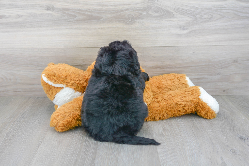 Fluffy Mini Bernedoodle Poodle Mix Pup