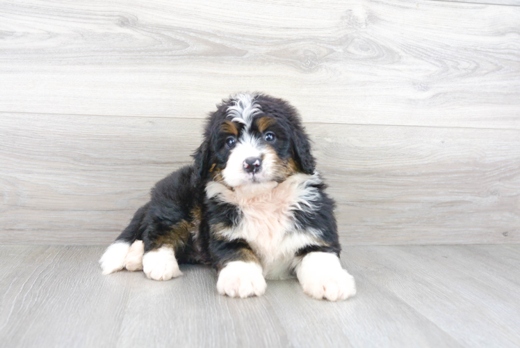 Mini Bernedoodle Pup Being Cute