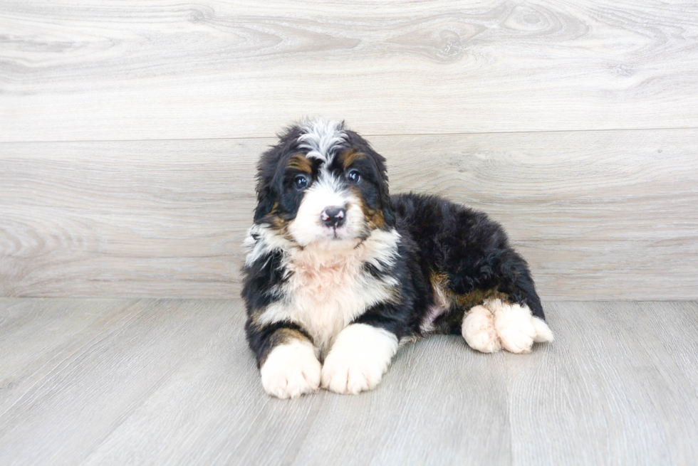 Funny Mini Bernedoodle Poodle Mix Pup