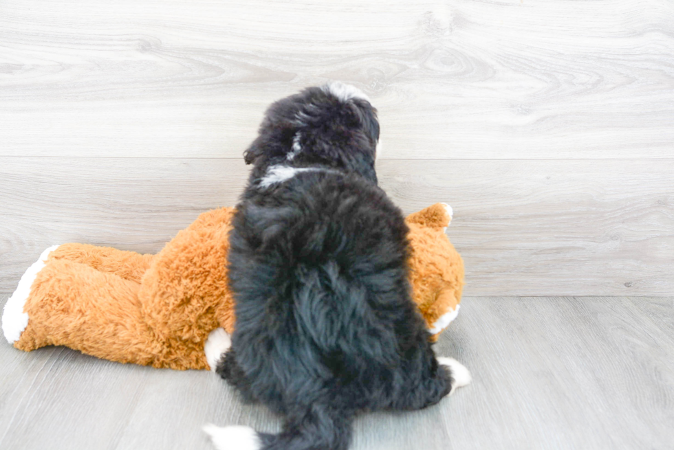 Little Bernadoodle Poodle Mix Puppy