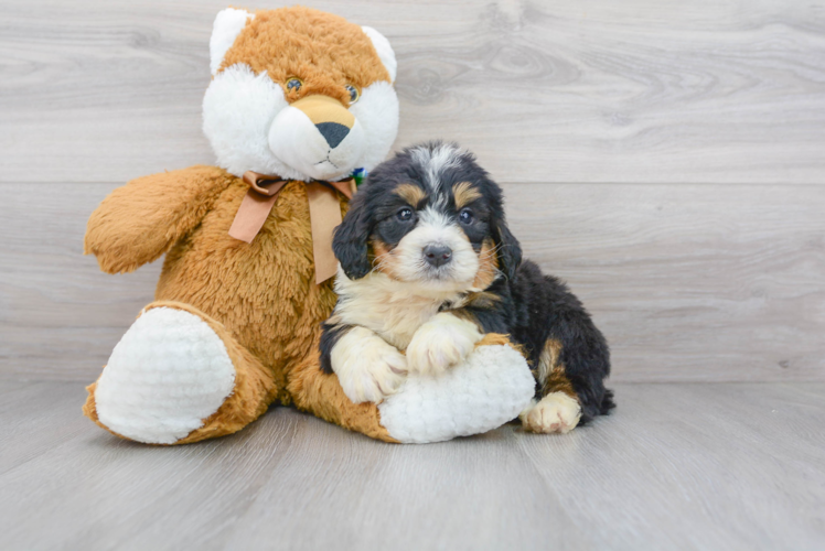 Petite Mini Bernedoodle Poodle Mix Pup