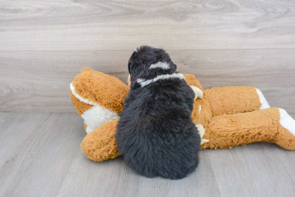 Fluffy Mini Bernedoodle Poodle Mix Pup