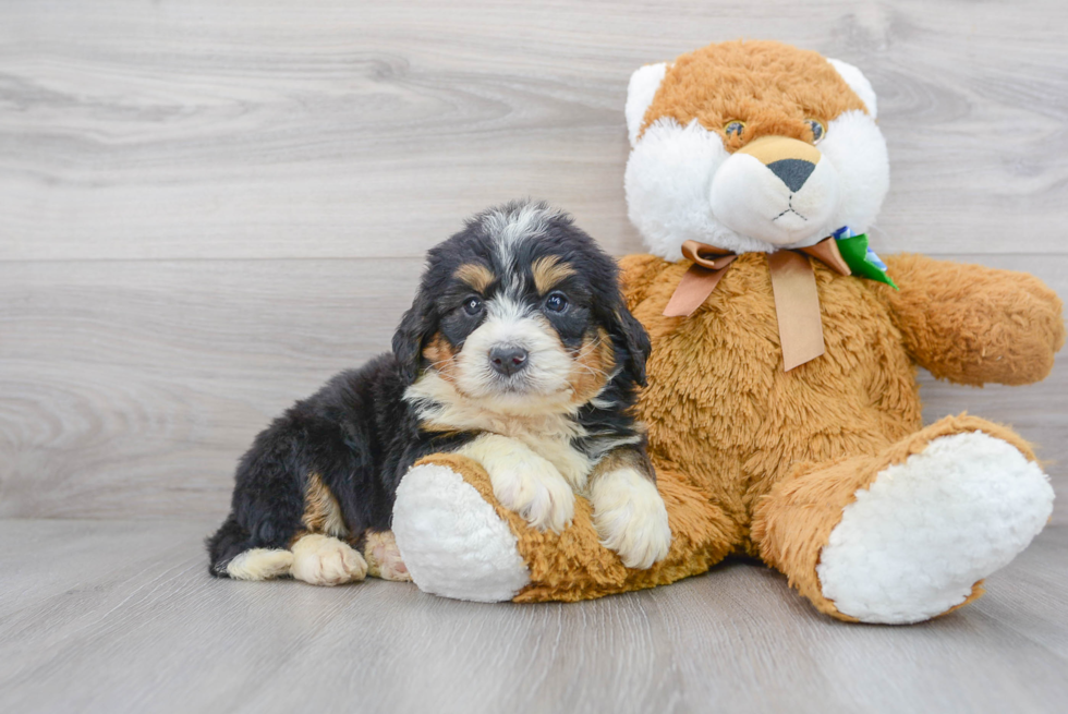 Best Mini Bernedoodle Baby