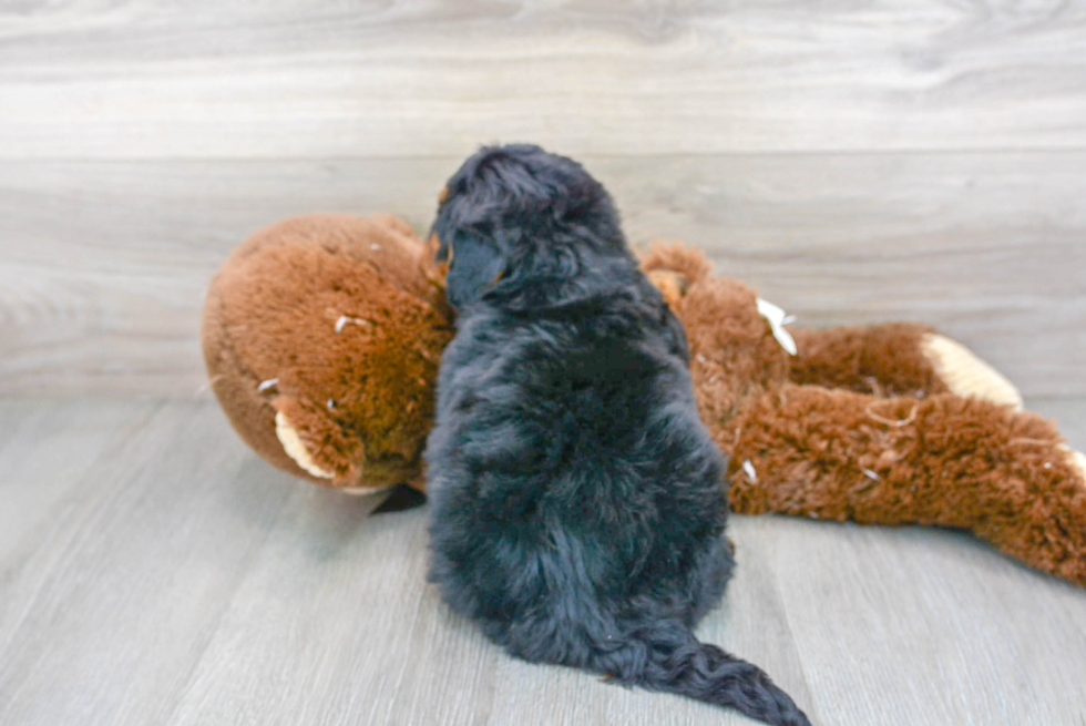 Happy Mini Bernedoodle Baby