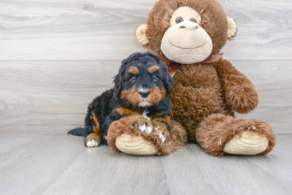 Happy Mini Bernedoodle Baby