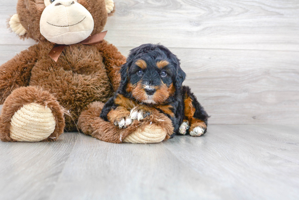 Mini Bernedoodle Puppy for Adoption