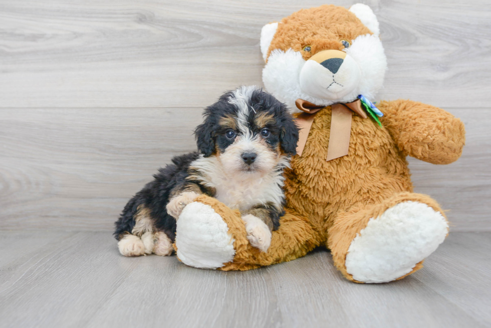 Mini Bernedoodle Pup Being Cute