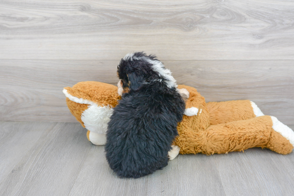 Adorable Bernadoodle Poodle Mix Puppy