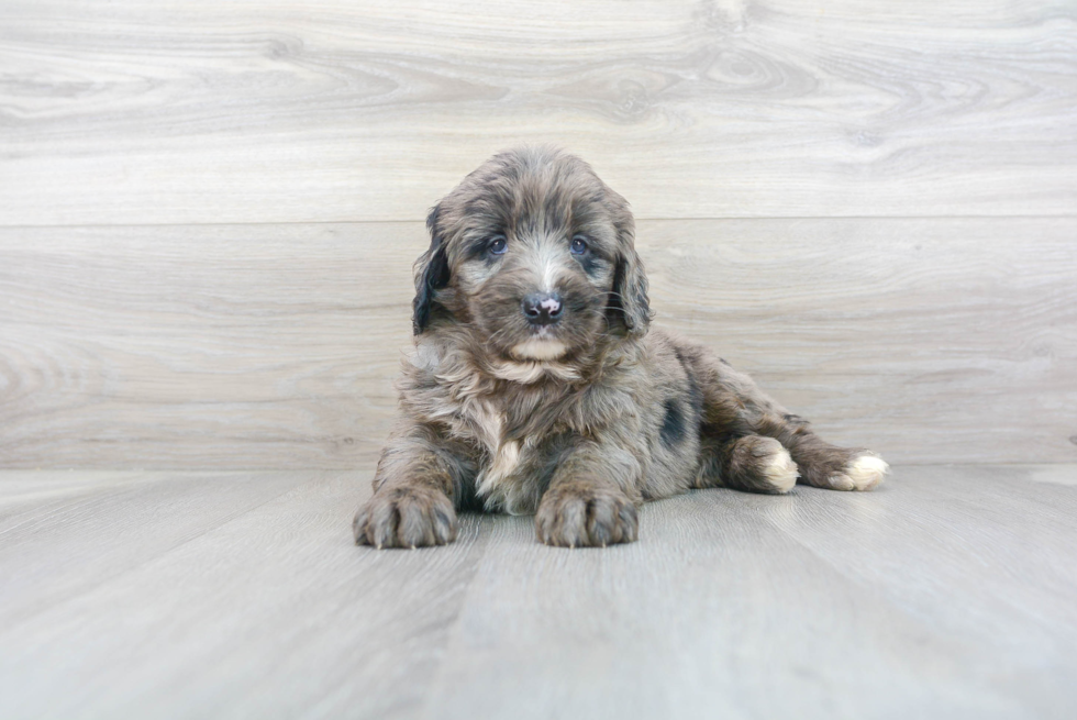 Mini Bernedoodle Pup Being Cute