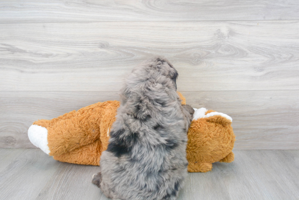 Friendly Mini Bernedoodle Baby