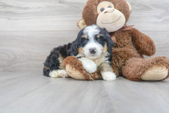 Adorable Bernadoodle Poodle Mix Puppy