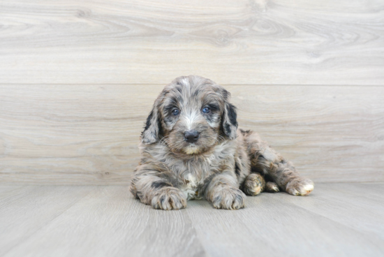 Mini Bernedoodle Puppy for Adoption