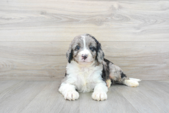 Little Mini Berniedoodle Poodle Mix Puppy