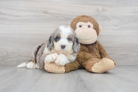 Happy Mini Bernedoodle Baby