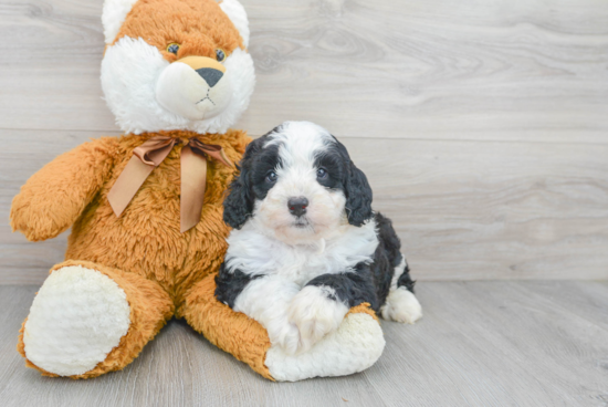 Fluffy Mini Bernedoodle Poodle Mix Pup