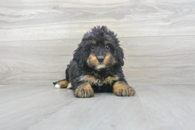 Best Mini Bernedoodle Baby