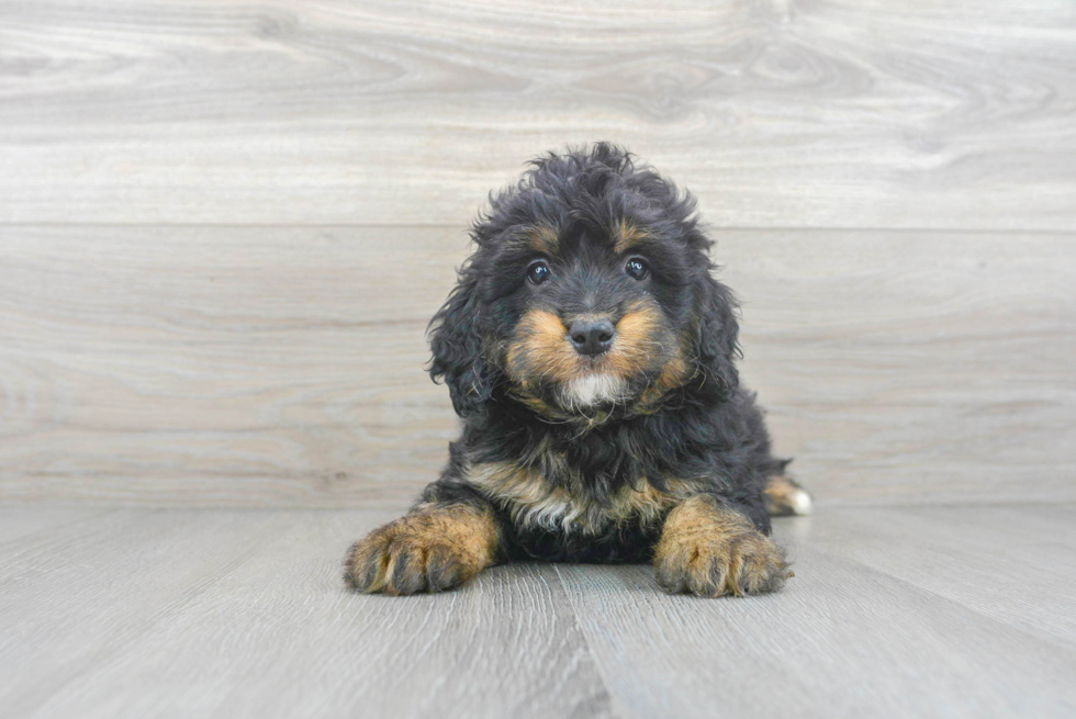 Best Mini Bernedoodle Baby