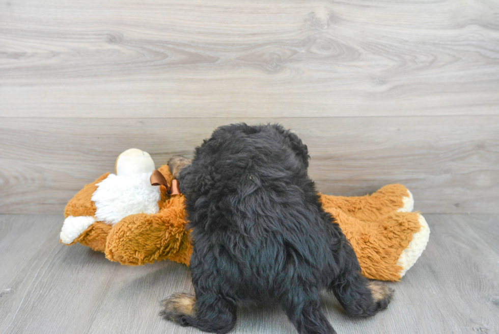 Mini Bernedoodle Pup Being Cute